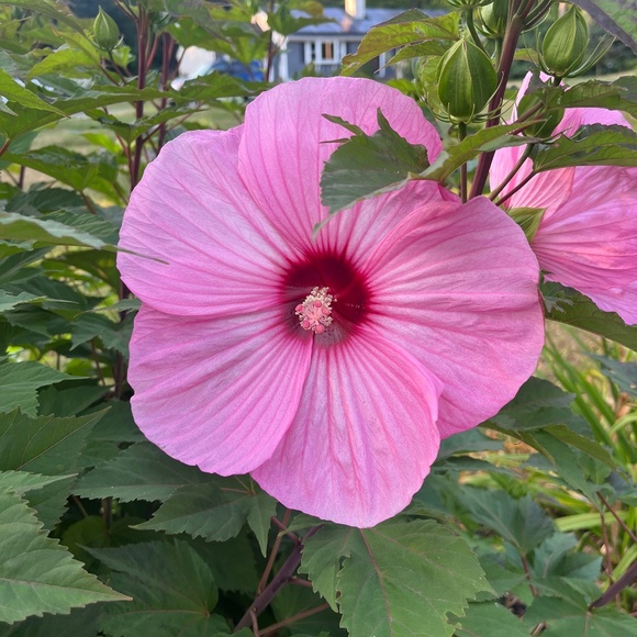 Meet your Posher, Kathy - Picture 1 of 1